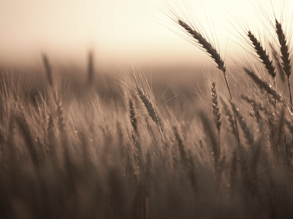 shutterstock_2334209921 1